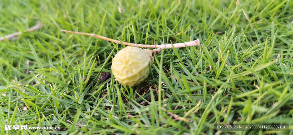 翠绿草地与一颗黄果子