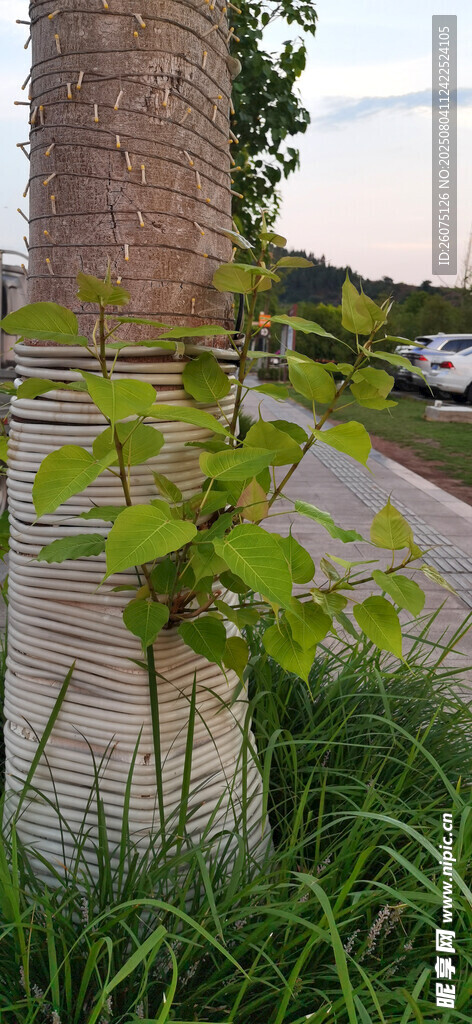 路边树干上的新枝