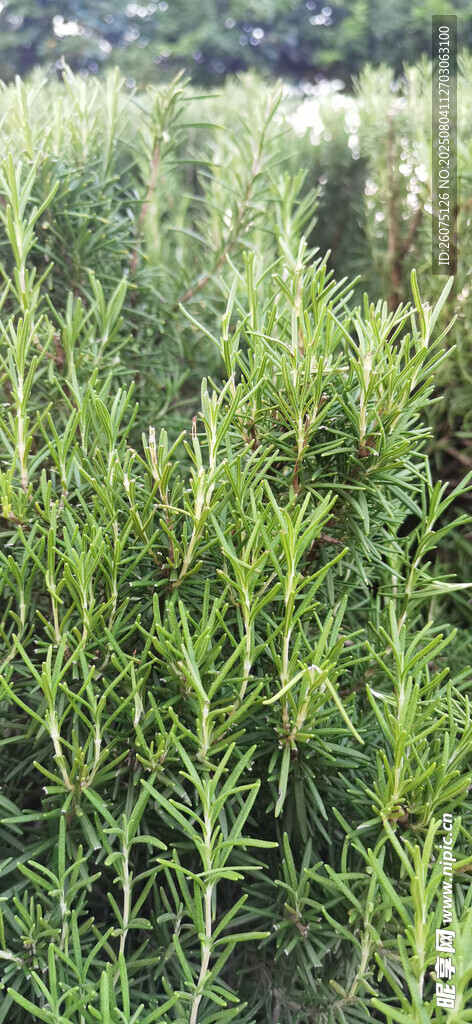 田野中的绿色迷迭香景观