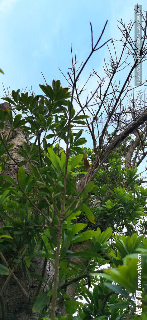 枝叶繁茂的绿植景观