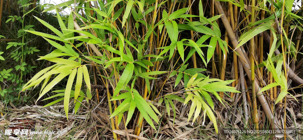 翠绿竹子展现自然生机