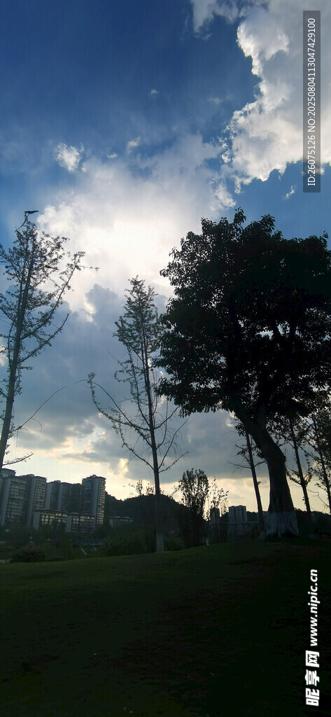 黄昏下的树林与天空美景