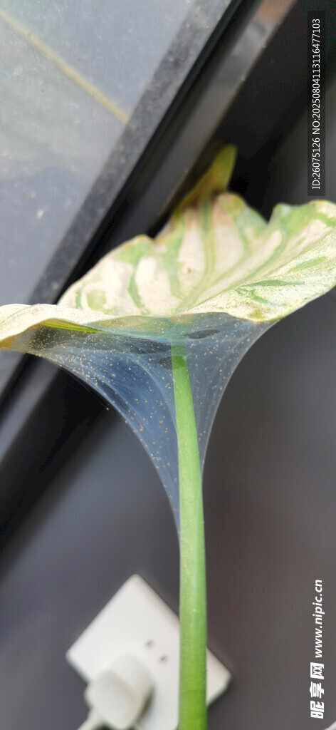 独特绿植叶片与透明丝网特写