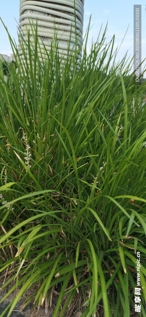 茂盛的绿色草丛
