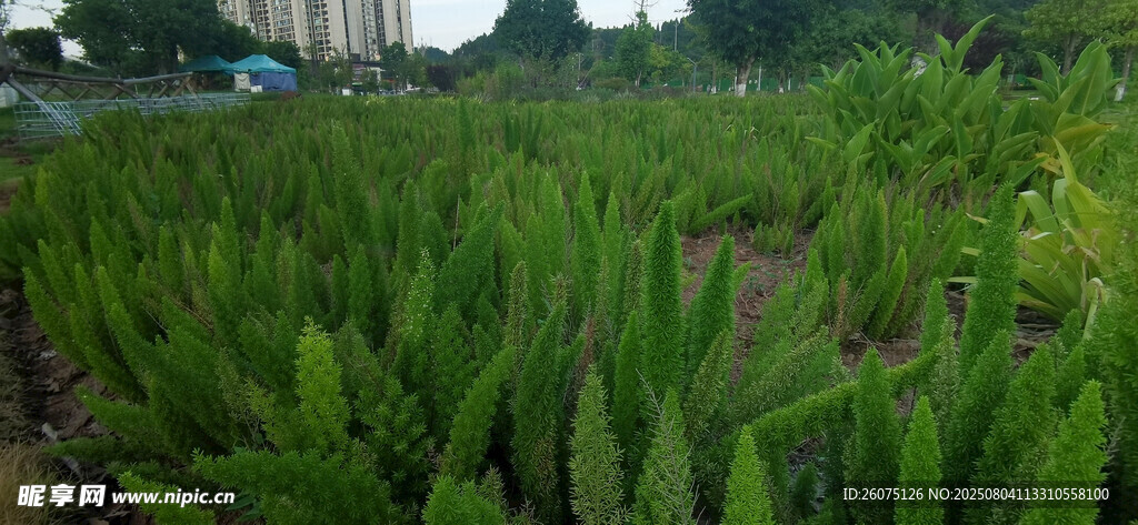 绿意盎然的狐尾天门冬