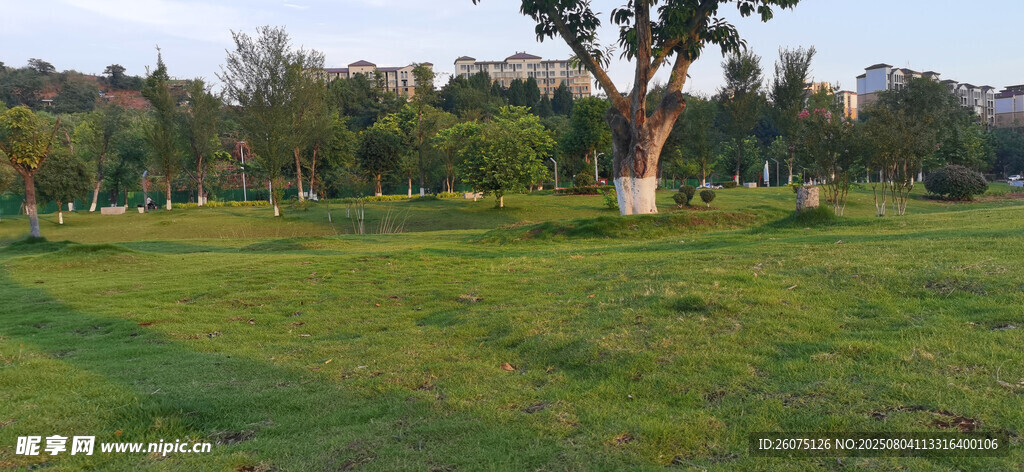 绿意盎然的开阔草地场景