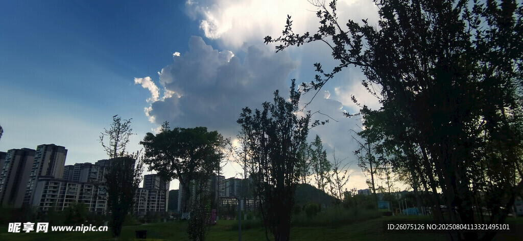 城市黄昏树木剪影景色