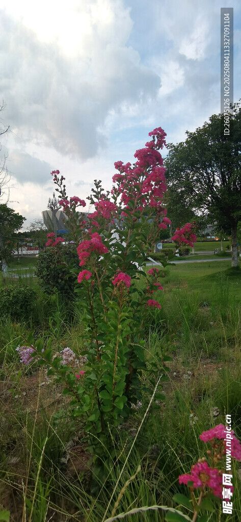 野外烂漫紫薇花丛景色