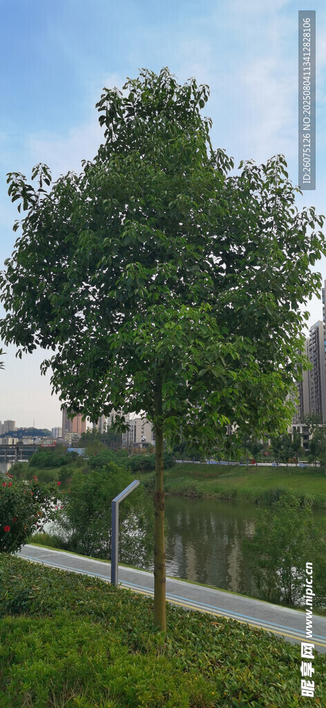 湖畔绿树风景