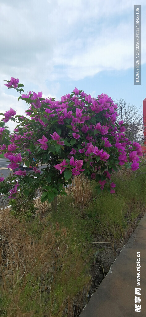 路边绽放的绚烂紫色花朵