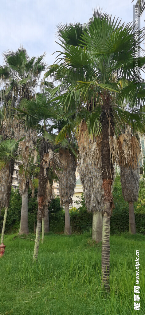 户外葱郁棕榈树景观
