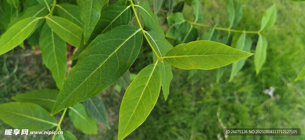 翠绿柳叶植物特写