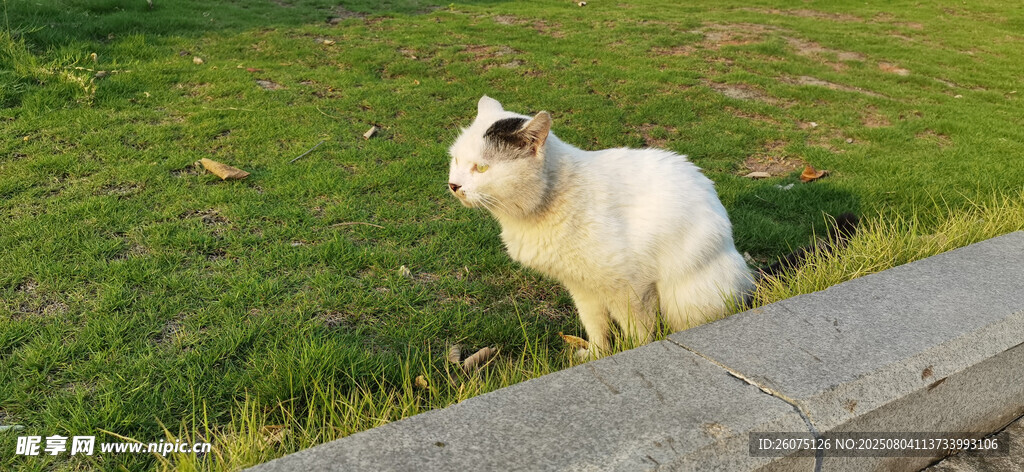 草地上的可爱白猫