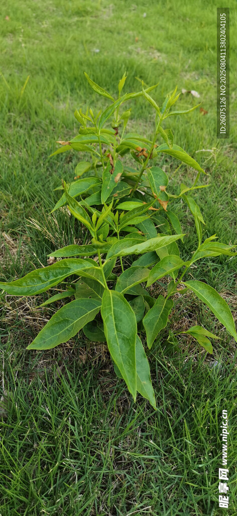 草地上的幼苗