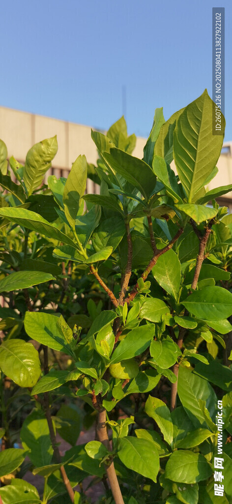 绿叶繁茂的栀子花树苗景象