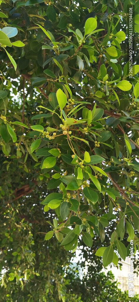 绿叶繁茂的自然景象