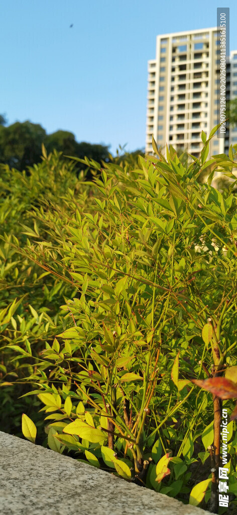 城市中葱郁的绿植景观