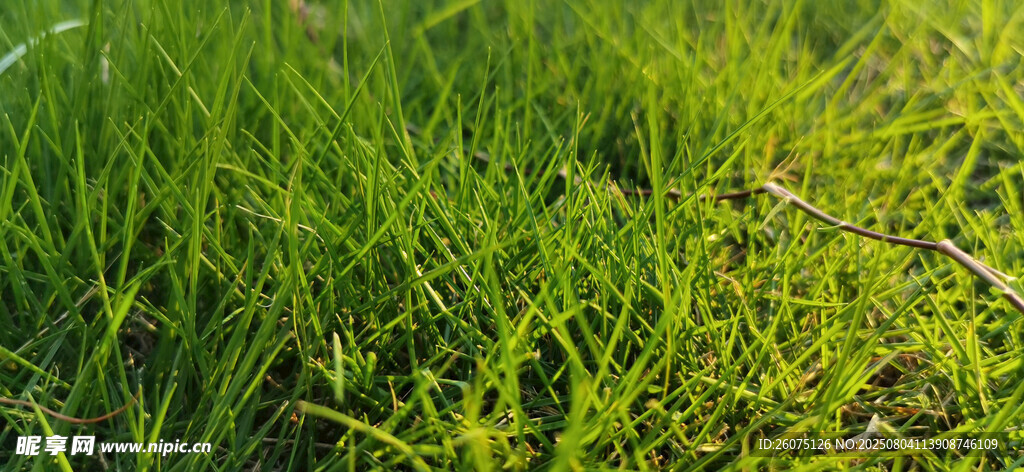 翠绿草地特写