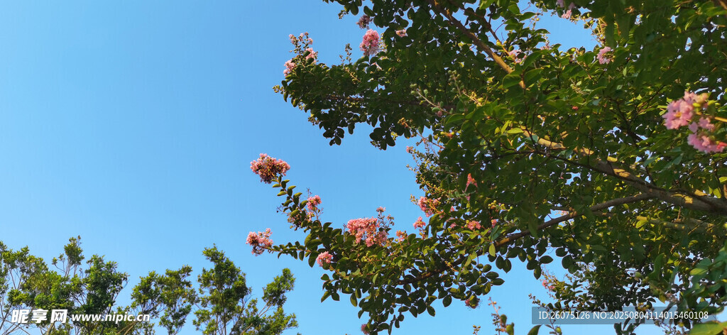 蓝天映衬下的繁花绿树