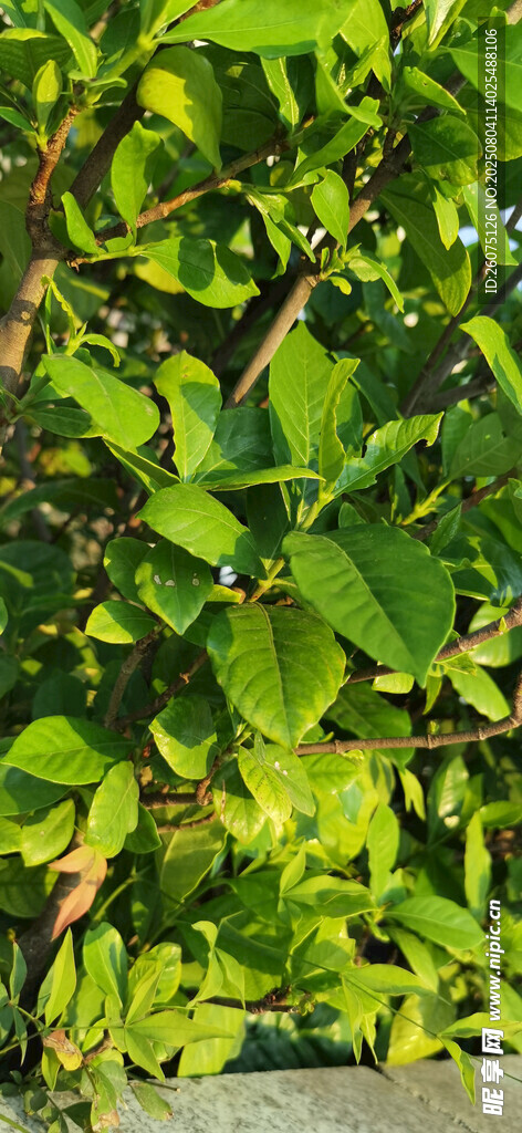 翠绿繁茂的栀子花枝叶