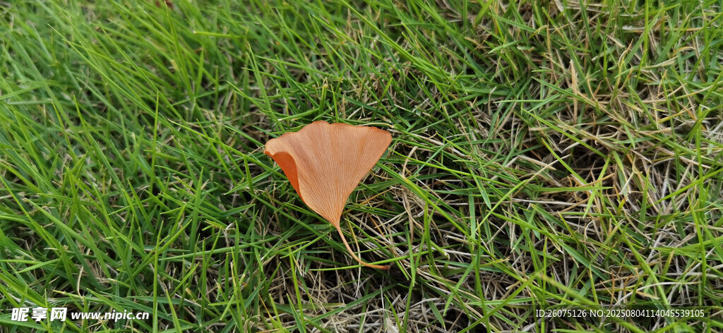 草地上枯黄的银杏叶