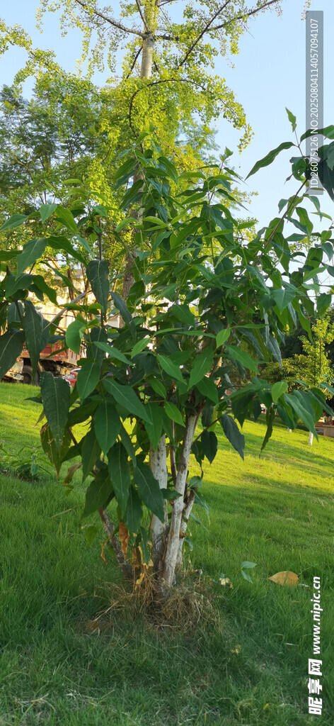 草地上繁茂的树木