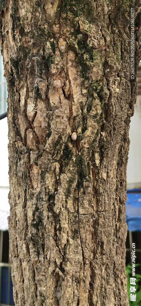 粗壮斑驳的树干纹理