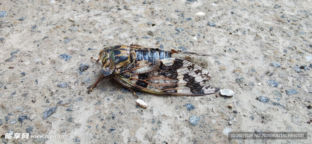 地面上的一只彩色夏蝉