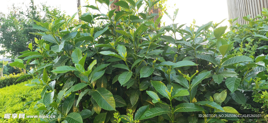 绿叶繁茂的栀子花树苗景观