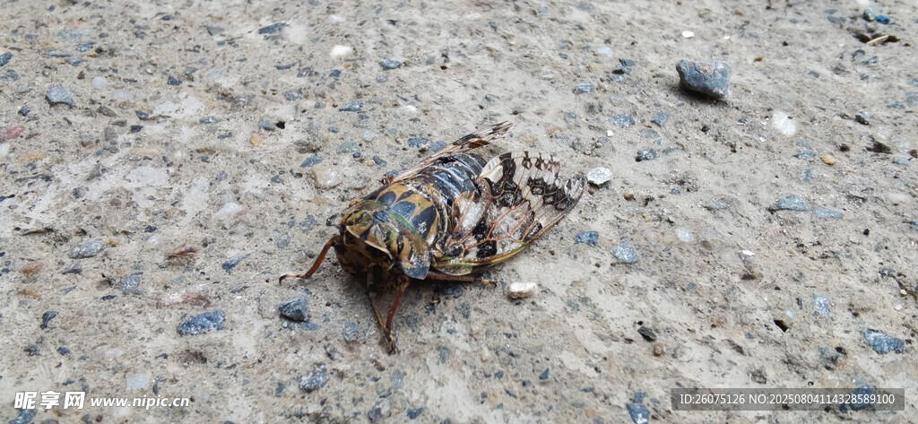 路面上的多彩夏蝉