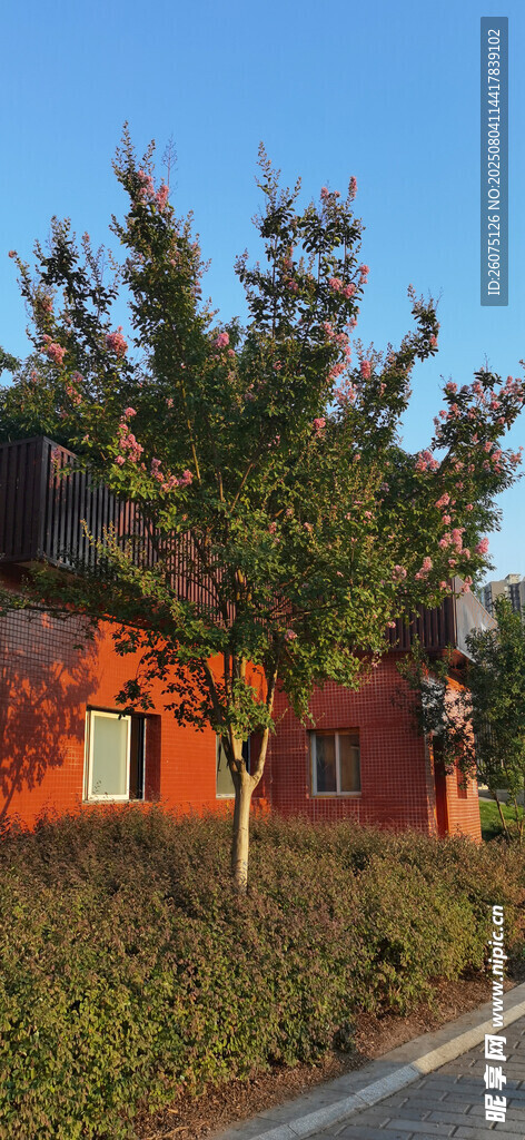 路边红房绿树风景图
