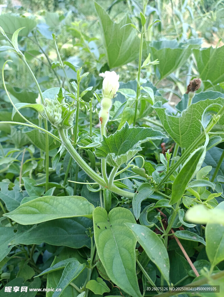 田间茂盛的绿色植株