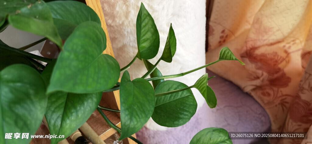 窗边翠绿植物生机盎然