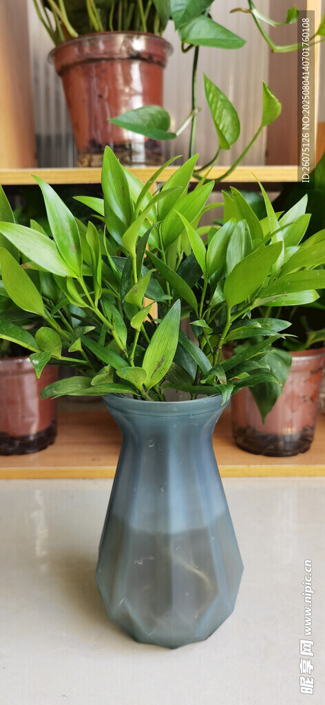 灰瓶绿植装点家居角落