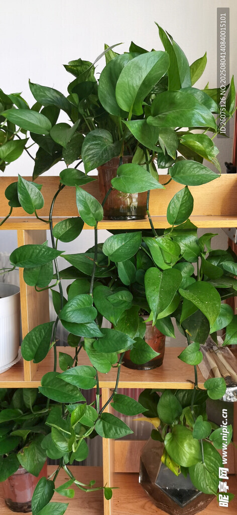 多层架上的繁茂绿植