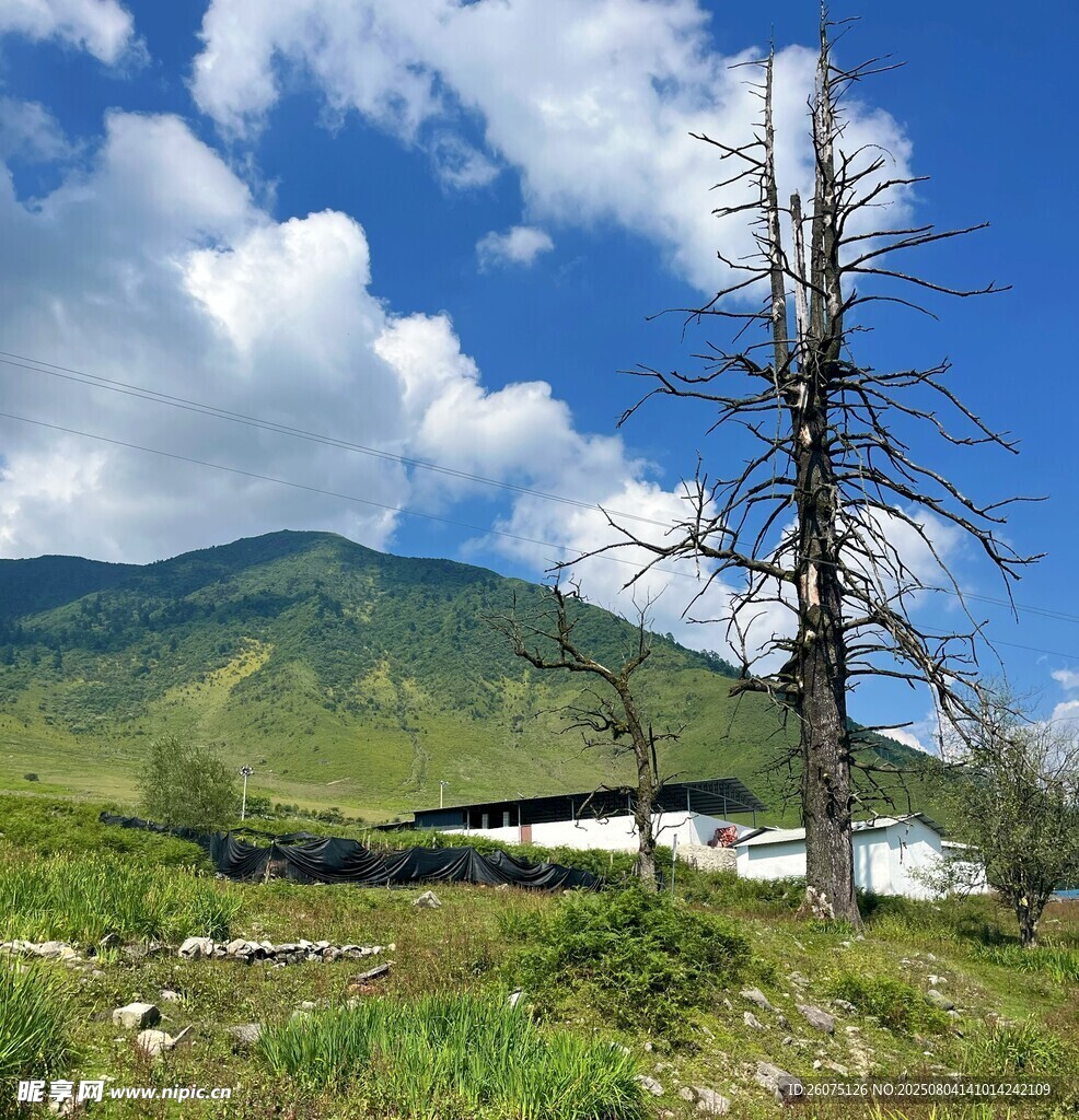 山间枯树与远处青山
