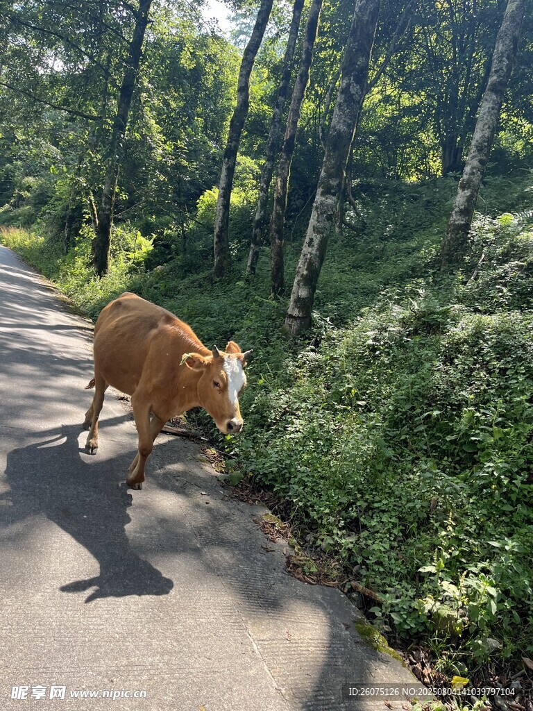 林间小道上的独行黄牛