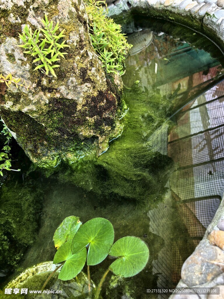 清幽水景中的水生绿植
