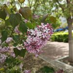 春天里盛开的丁香花