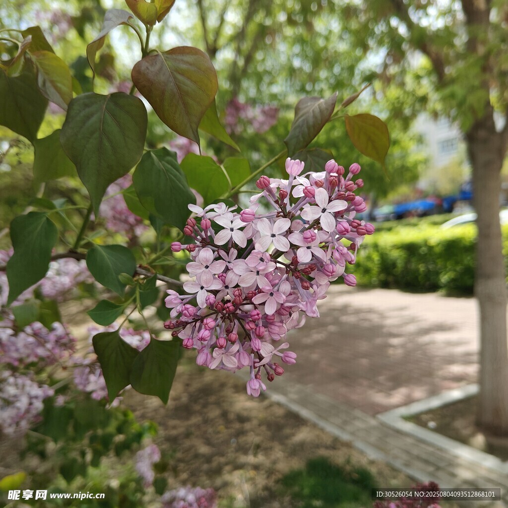 春天里盛开的丁香花