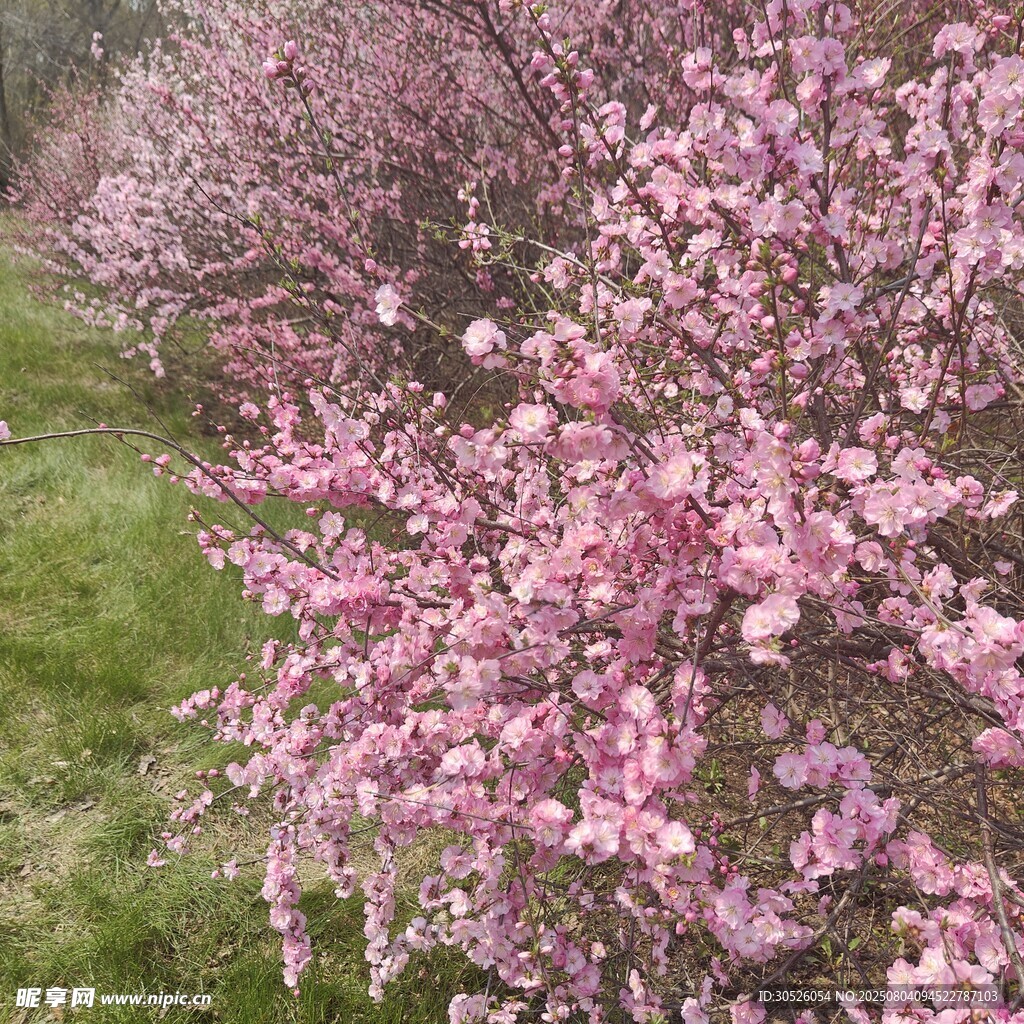 烂漫粉色樱花树