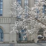 春日繁花映衬下的体育场建筑