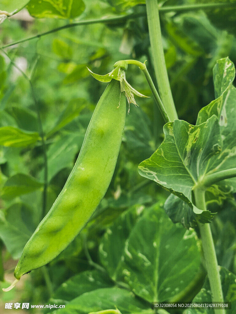 鲜嫩豌豆荚 