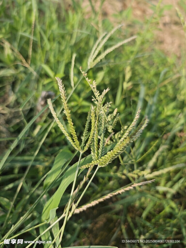 杂草