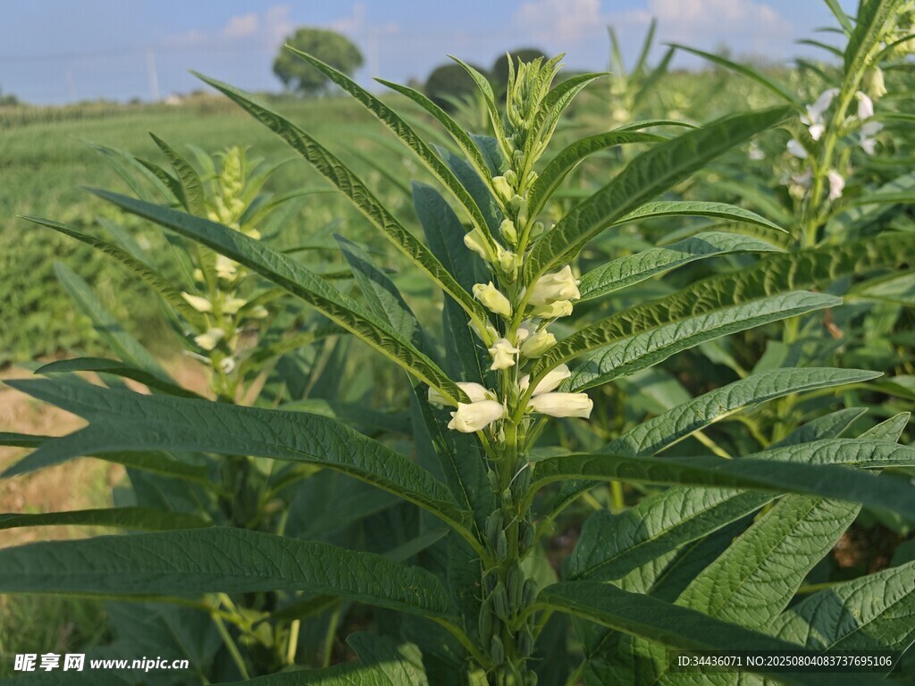田野中的芝麻植株