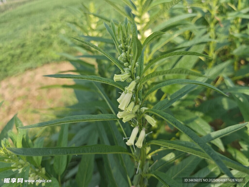 芝麻