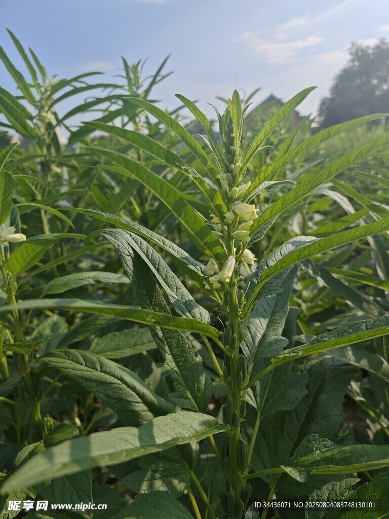 芝麻