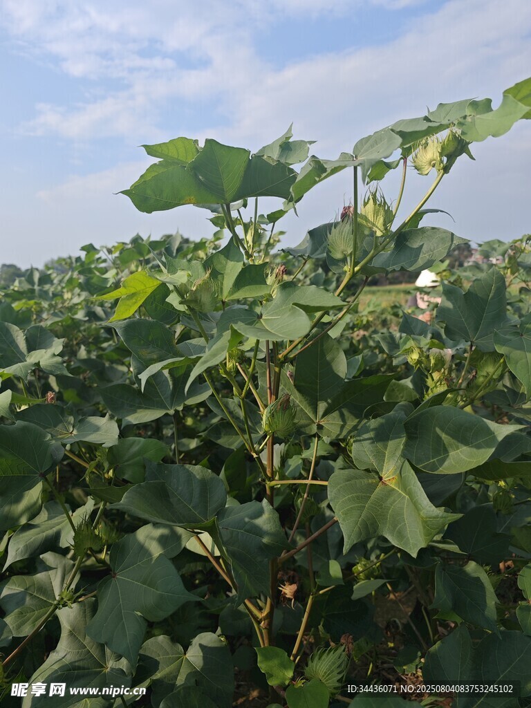 绿意盎然的棉花种植田