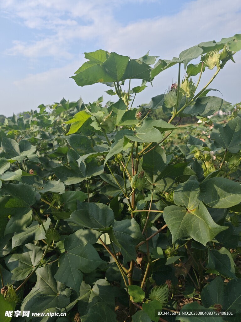 绿意盎然的棉花种植田