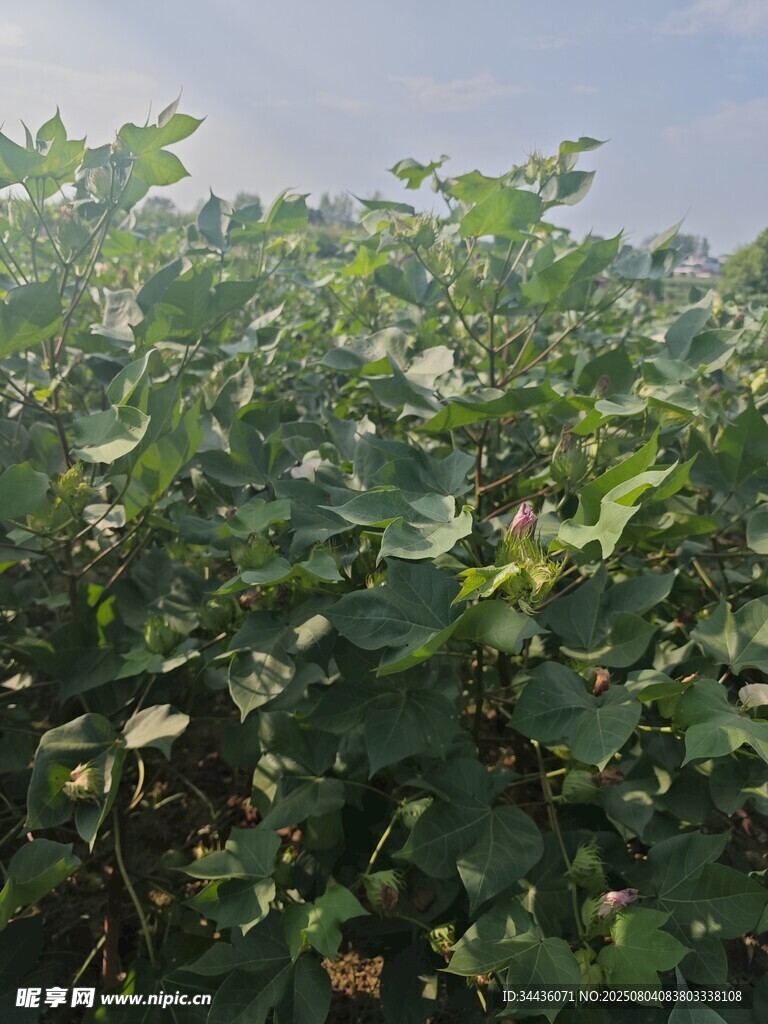 棉花